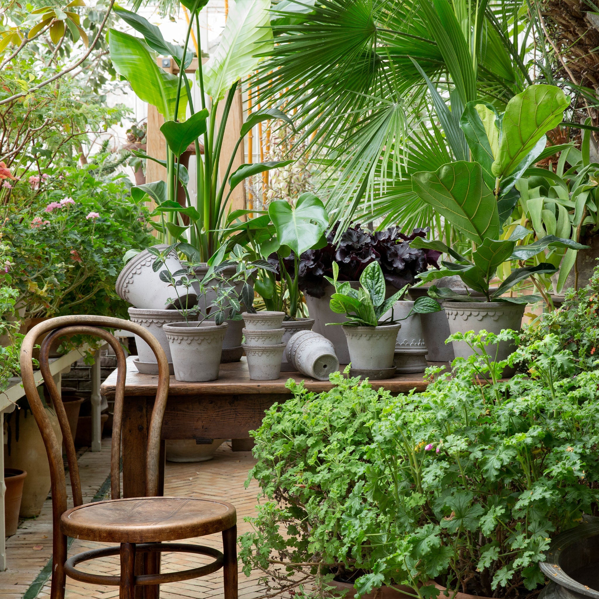 A lush greenhouse with lots of grey handmade clay pots on a table at Addison West