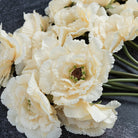 Close up of Abigail Ahern Faux Peony in Garden Lace on a dark grey background at Addison West