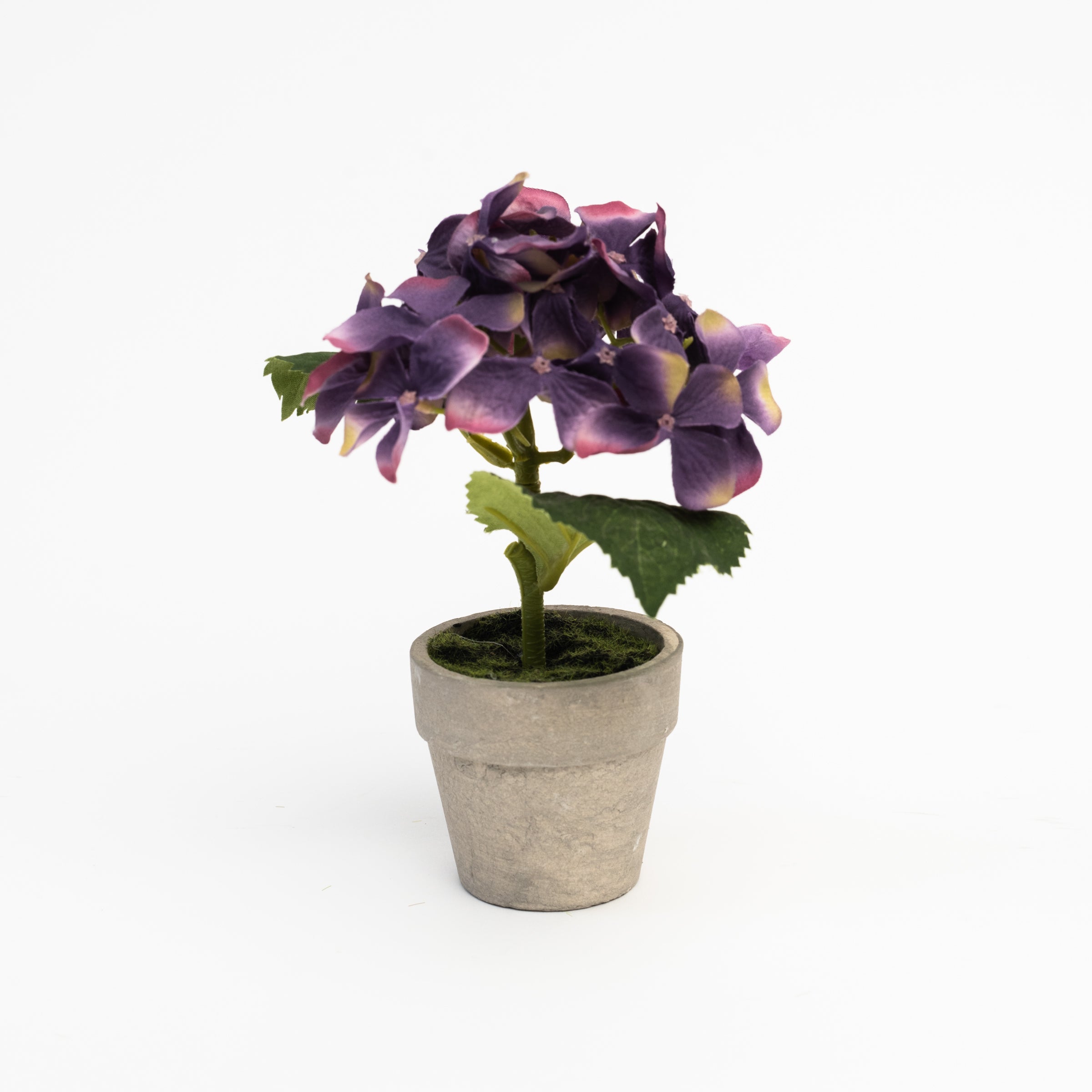 6.5" Mini Potted Hydrangea in Lavender on a white background at Addison West