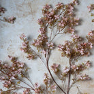 Abigail Ahern Faux Prunus in Blossom on a beige background at Addison West