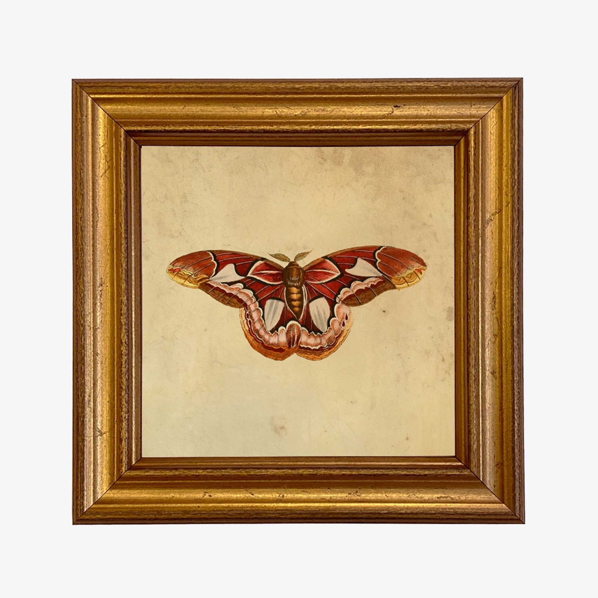 Atlas Moth Vintage Style Illustration Framed Print - Addison West 