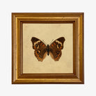 Buckeye Butterfly Vintage Style Illustration Framed Print - Addison West 