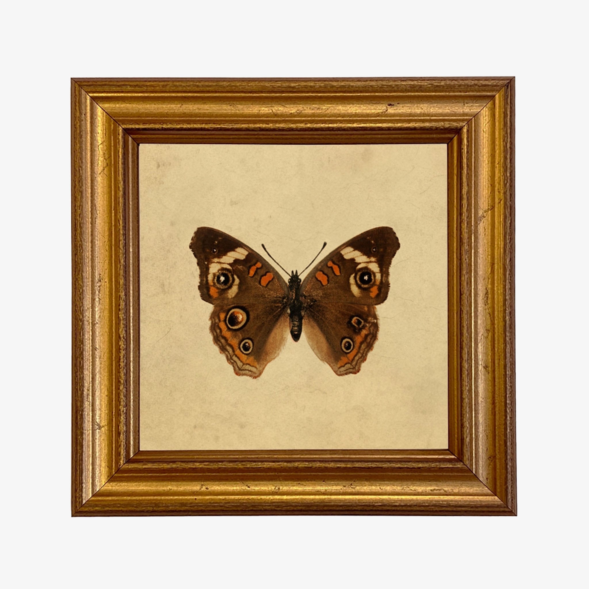 Buckeye Butterfly Vintage Style Illustration Framed Print - Addison West 