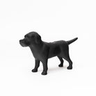 Cast Iron Black Lab on a white background