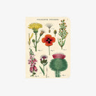 Cavallini Paper Wildflowers Mini Notebooks - Addison West 