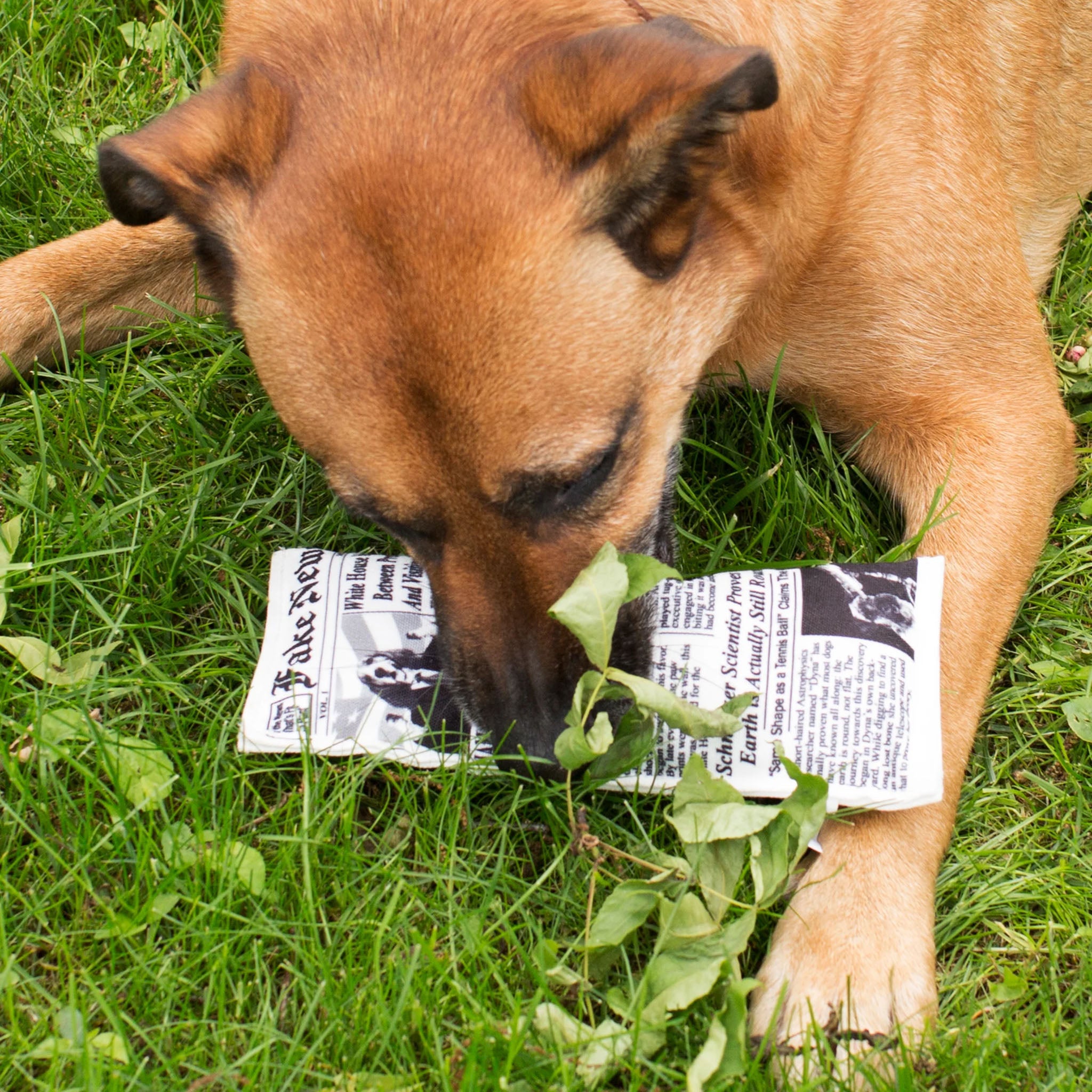 Dog Fake News Toy - Addison West 