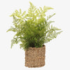 Artificial leather fern in woven seagrass basket on a white background 