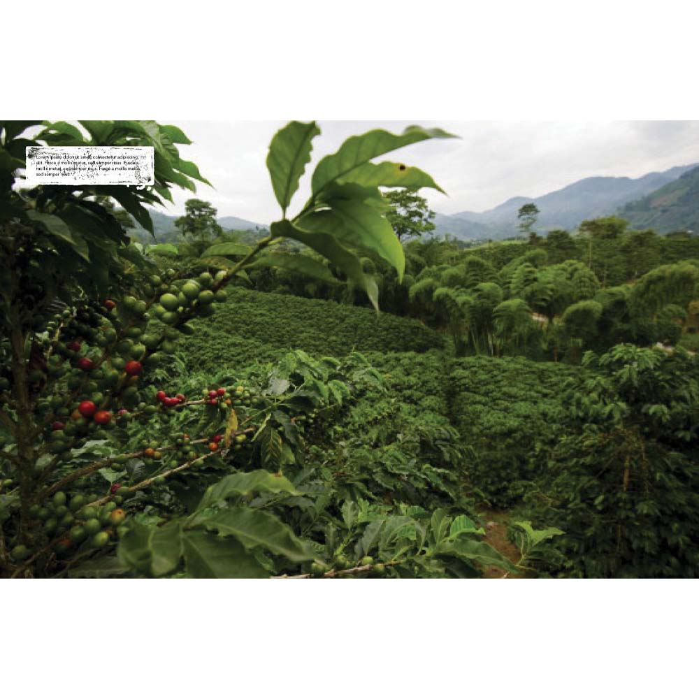 The World Atlas of Coffee: From Beans to Brewing - Addison West 