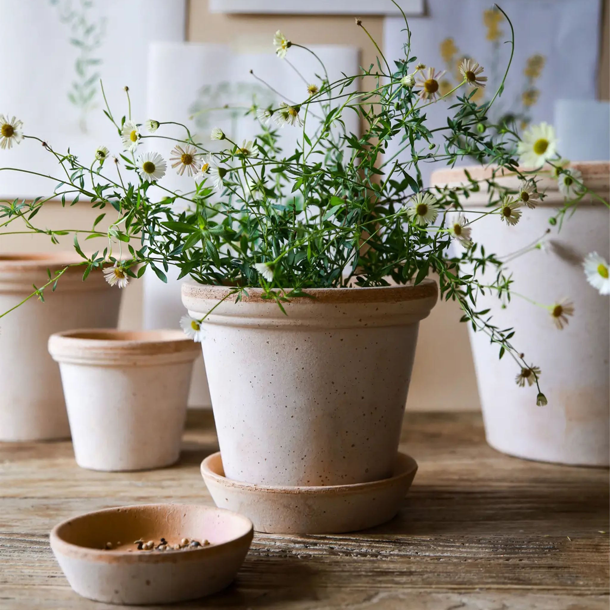 Berg's Pottery Flora Pot Set - Addison West 