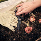 Person holding Barebones brand garden shears with ambidextrous black and wood handle in garden