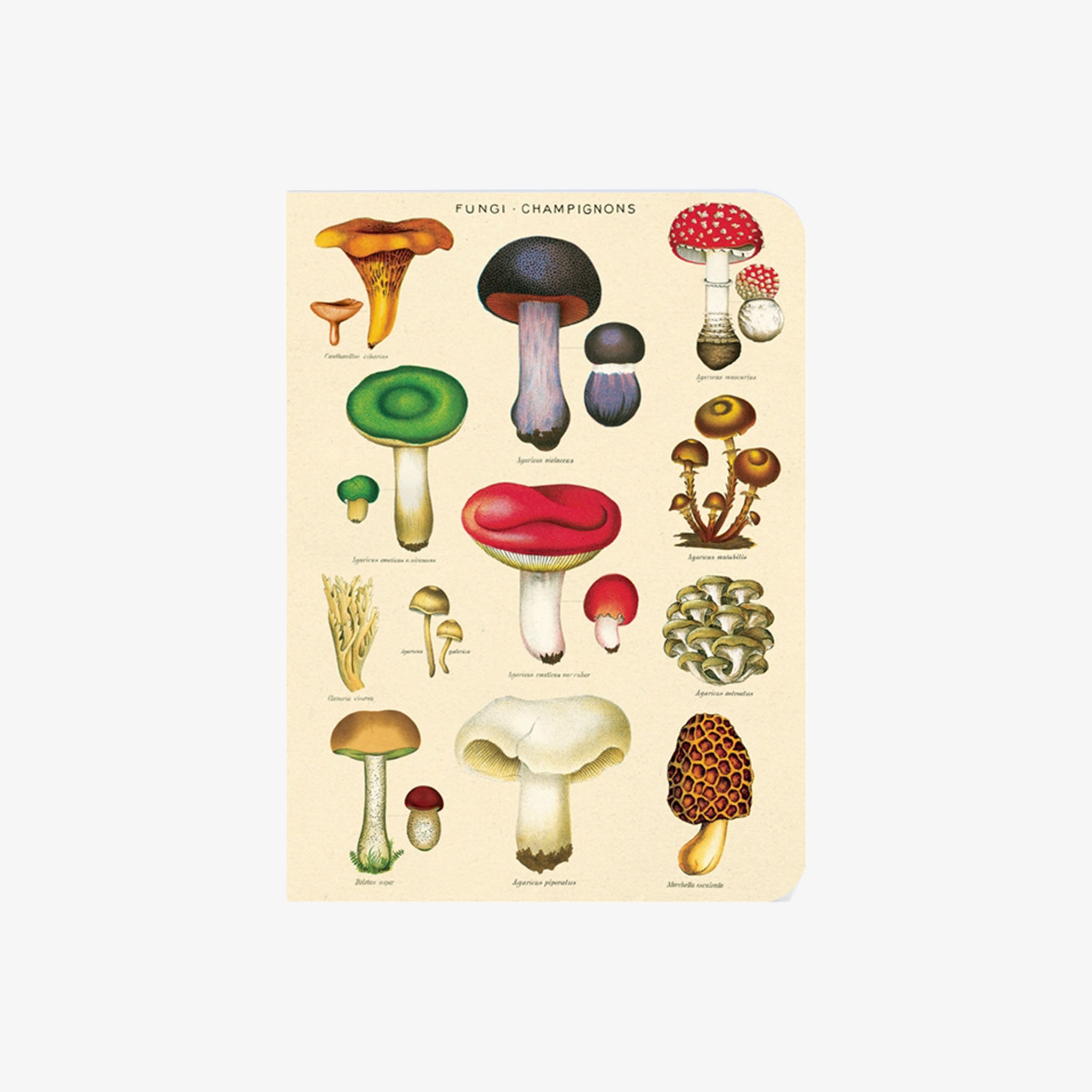 Cavallini Paper Le Jardin Mini Notebooks - Addison West 